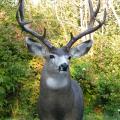 Mule Deer Mule Deer